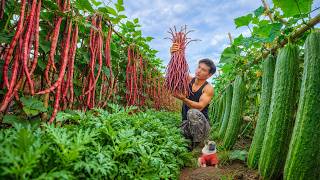 Stewed Balut With Mugwort – Tornado Cucumber Salad – Harvest Cucumbers, Okra, Yardlong Beans To Sell