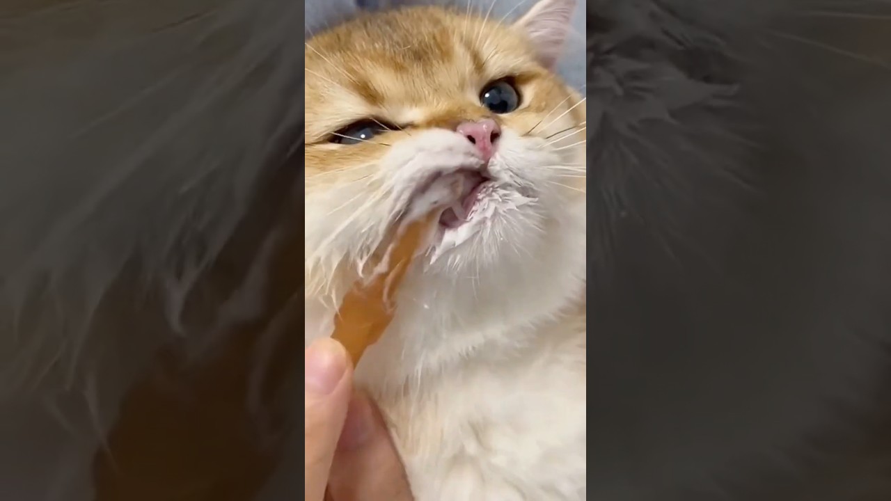 Cats Doing Dental Care 😹 Part 2 — Even Funnier Than Before!