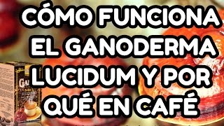 Cómo funciona el Ganoderma Lucidum, sus Etapas y Por qué en café.