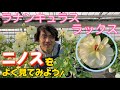 ニノスをよく見てみよう【ラナンキュラスラックス】【園芸のぶチャンネル】【生産者】