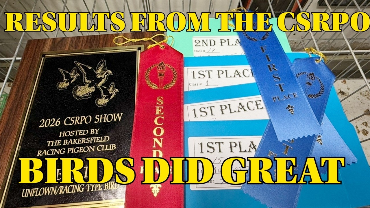Первые места на соревнованиях CSRPO с моими голубями-спортсменами.