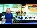 Эмоции тех, кто в Крещение решился окунуться в прорубь — в нашем проекте «Настроение»