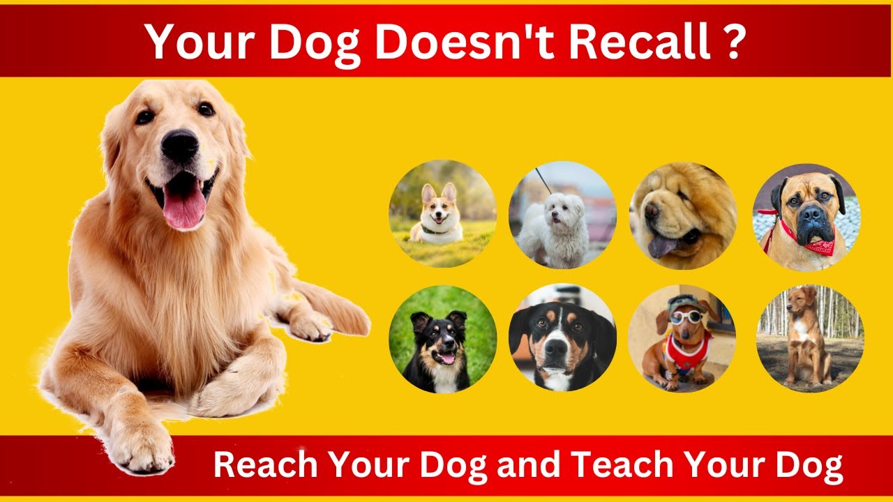 Play Tug & Teach Recall Your Dog Reach Your Dog and Teach Your Dog