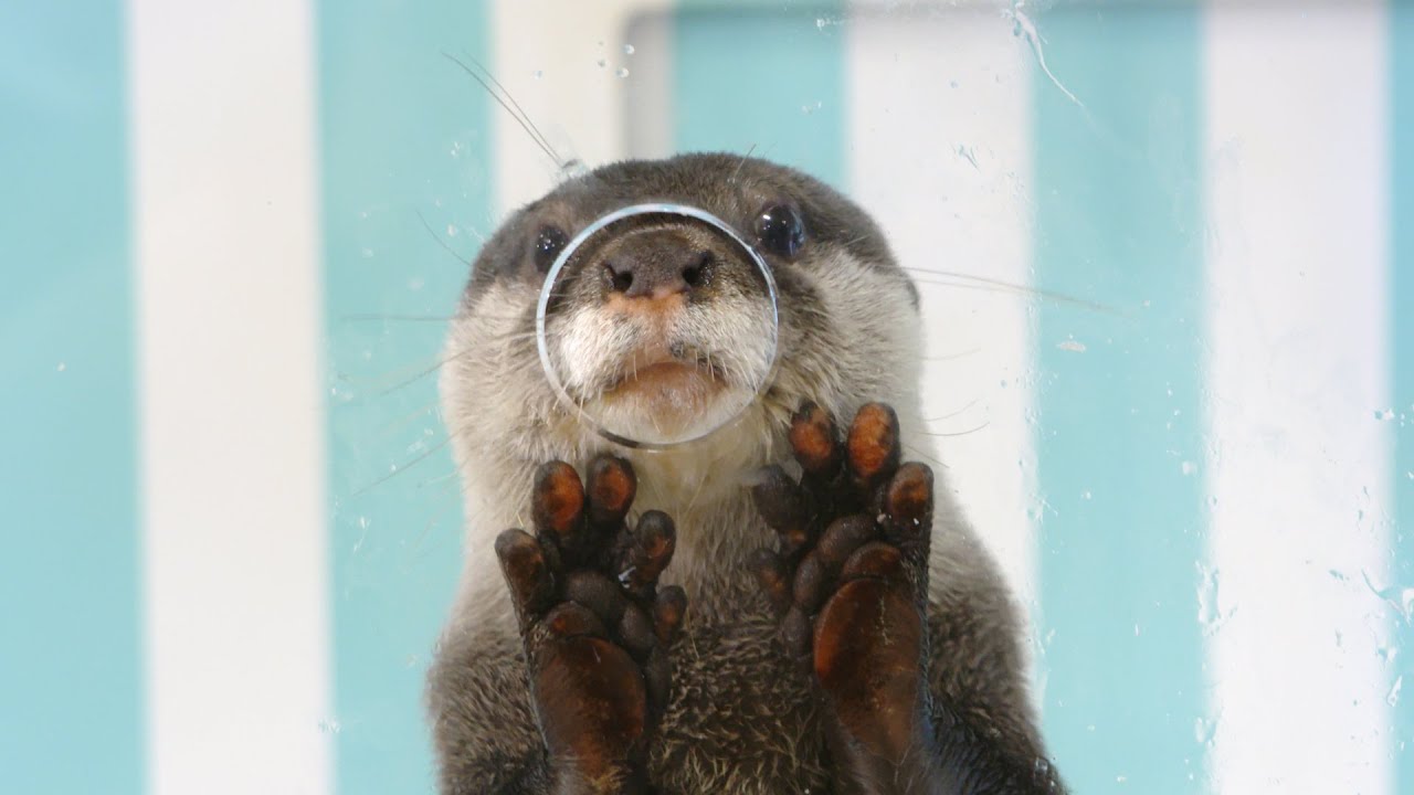 みやじマリンTVスペシャル】宮島水族館のアイドル！コツメカワウソ大