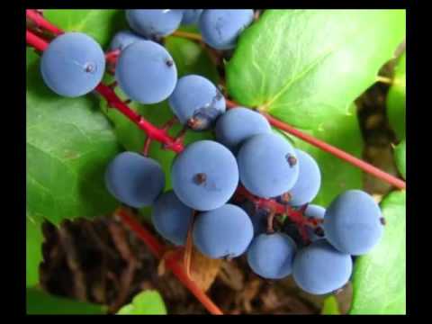 Oregon Grape Health Benefits