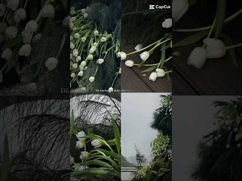 Phần 40 Ngây Thơ Remix Nhạc Remix Chill Niisme Lailayahoday