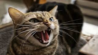 What are the causes of cats becoming aggressive and how ?to treat them