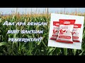 Review Bibit Jagung Bantuan  R1 Nusantara