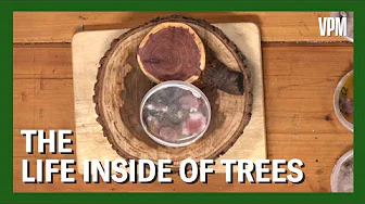 What life is INSIDE of trees?