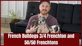 French Bulldogs, 3/4 Frenchtons, and 50/50 Frenchtons