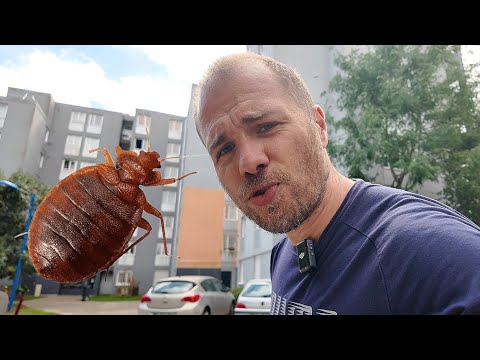 Punaises de lit en HLM : logement encombré, mon constat filmé