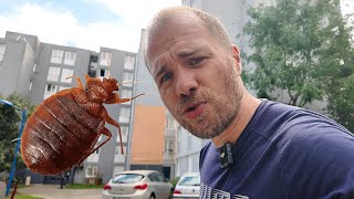 La vérité CHOC sur les punaises de lit en HLM