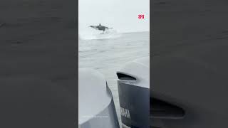 Monterey Bay captain captures airborne killer whales and dolphins