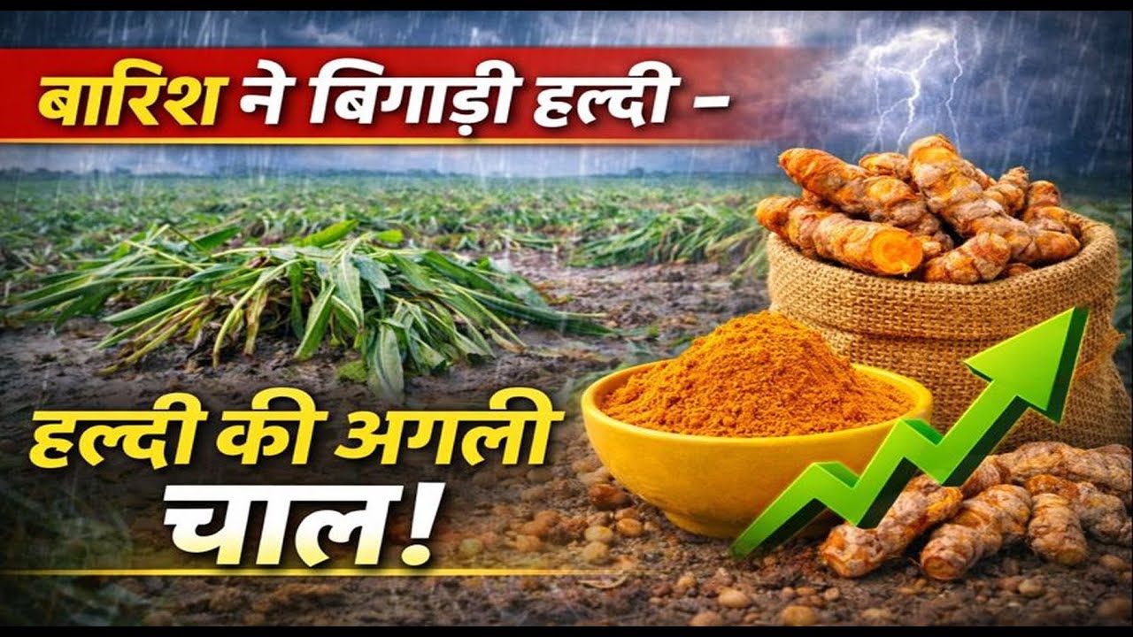 बारिश ने बिगाड़ी हल्दी- हल्दी की अगली चाल ! #turmeric #haldi #mandi # ...