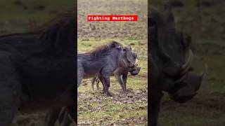 Wildlife Fights : Wild boar Fight : Fighting Warthogs #wildlife #animals #warthogs