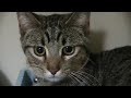 Duvin- PHS Pet of the Week