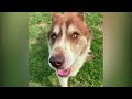 Duvin- PHS Pet of the Week