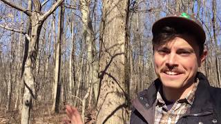 Tree Talk: Musclewood