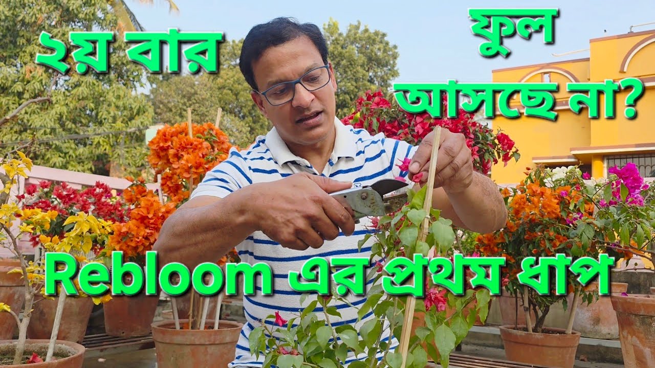 Bougainvillea Deadheading|how to make Bougainvillea rebloom|@SubMomThita