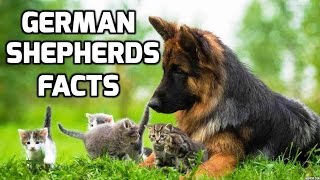 Top 10 Facts about German Shepherds by Welneon Trends 42,159 views 7 years ago 2 minutes, 5 seconds