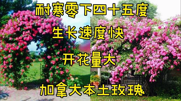 最耐寒的爬藤玫瑰，抗病性好，開花量大。威廉.巴芬/William Baffin Climbing Rose。【莎拉養花】 - 天天要聞