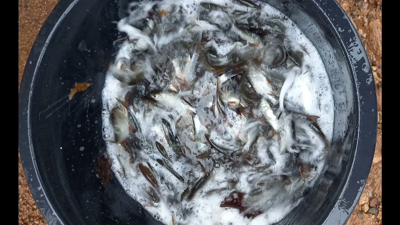 alevinage du lac de Pannecière