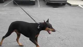 doberman wobbler gait.avi