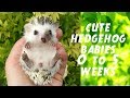 WATCH HEDGEHOG BABIES GROW UP - 0-35 DAYS  | Törpesün babák fejlődése