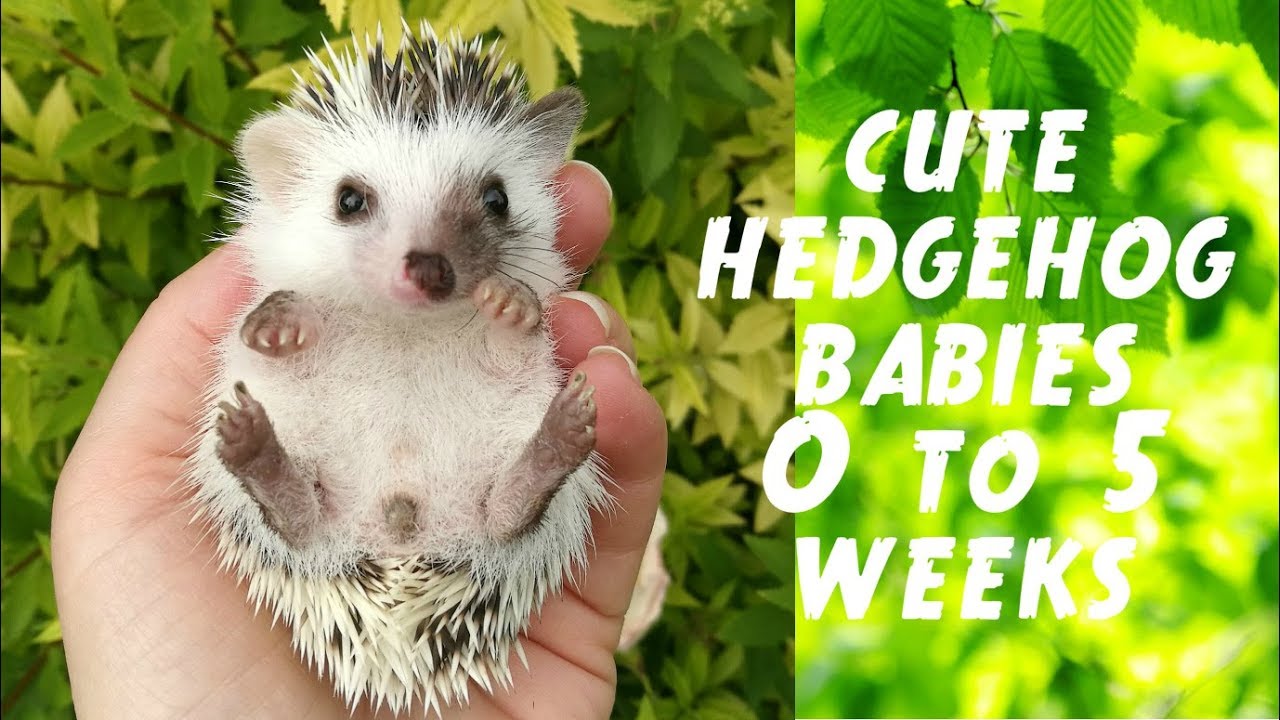 How Do Hedgehogs Change As They Grow Up?