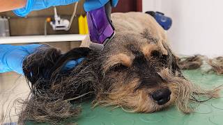 FULL DOG GROOMING TREATMENT [ASMR 4K]