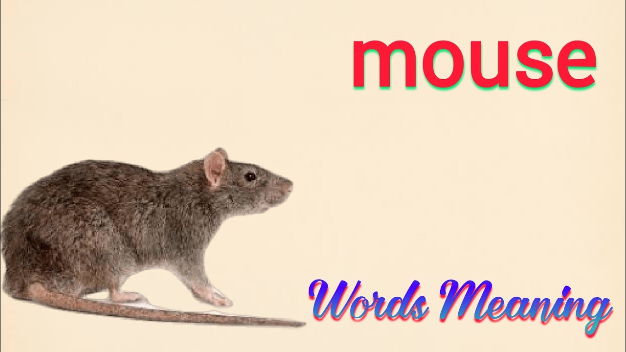 Mouse Meaning In Hindi Mouse Ka Matlab Kya Hota Hai Mouse Means mouse-meaning-in-hindi-mouse-ka-matlab-kya-hota-hai-mouse-means