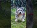 What I Should've Asked About My Dog's Cancer #petcare #doghealth