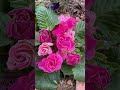 冬の花を植えてから一ヵ月#ナチュラルガーデン #flowers #お花のある暮らし #shorts #garden #gardening