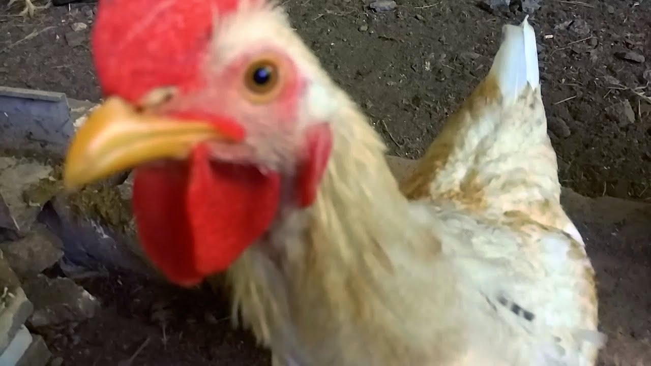Ayam Petelur Umbaran Handoyo Farm 