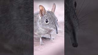 Speedy And Quirky Eastern Rock Elephant Shrew Is More Related To Elephants Than Shrews animals