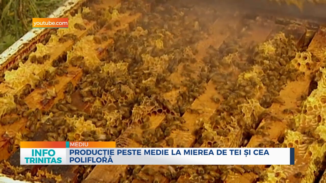 Producție peste medie la mierea de tei și cea polifloră