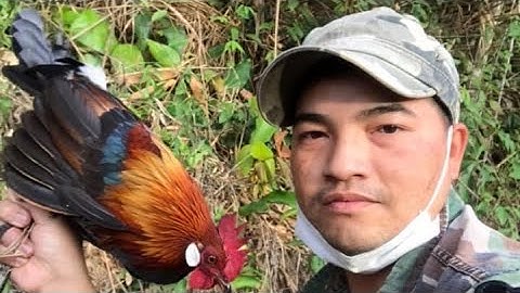 Bẫy gà rừng mới nhất 2022 / bổi cà lăm rung ọc .quá phê