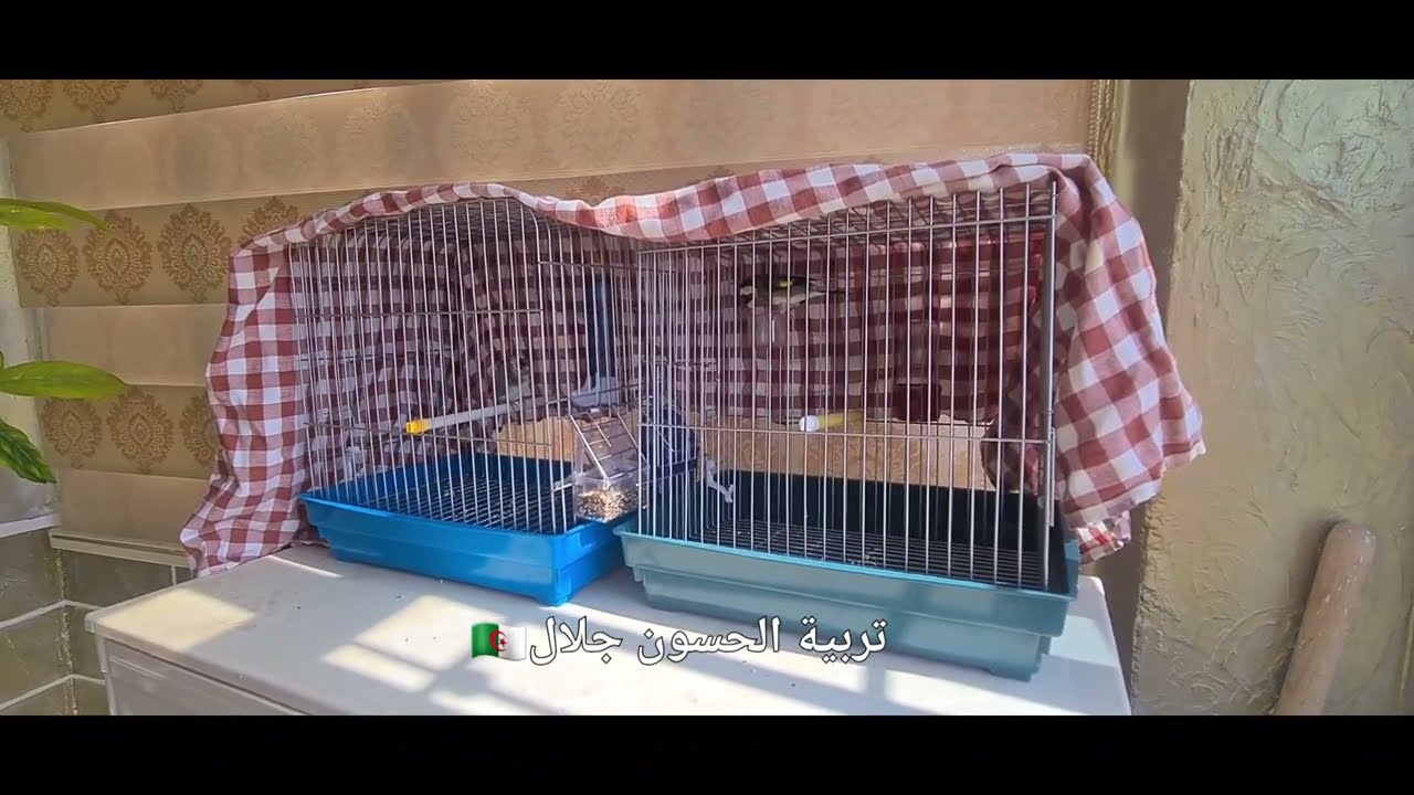 مقنين حاصل في غيار الريش يطلع ومبعد يعاود يطيح الريش لازم تتبع هذه الخطوات