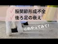 【股関節形成不全】【老犬・後ろ足の衰え】室内で安全に出来るエクササイズ Simple Exercise for #hipdysplasia & Weak Hind Legs in Older Dogs