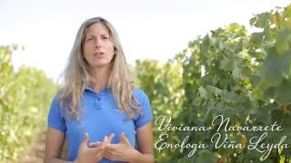 Garuma Sauvignon Blanc | Valle de Leyda