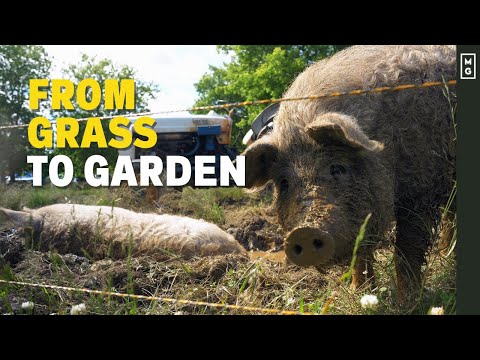 Vidéo: Starting Neighborhood Gardens - Apprenez à jardiner sur un terrain vacant
