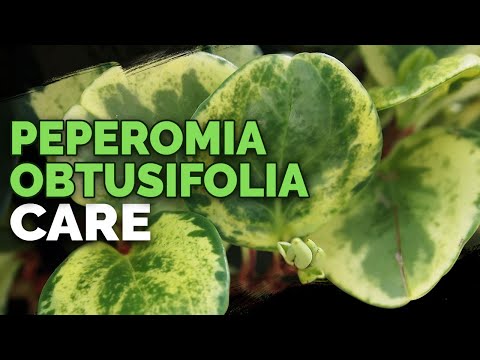 8 Peperomia Obtusifolia Care Tips and Tricks
