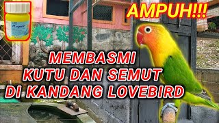 AMPUH!!! CARA MEMBASMI SEMUT DAN KUTU DI KANDANG KOLONI LOVEBIRD