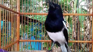 Suara kacer kalimantan, bikin kacer lain emosi.