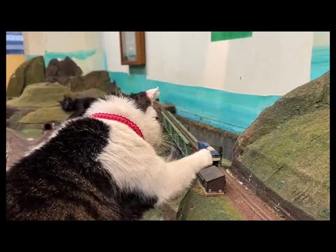 Lucky finally got his first hug! - YouTube Lucky finally got his first hug! - YouTube