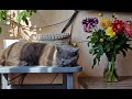 The Silent Killers:  Plants Dangerous to Cat