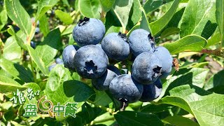 他种植的蓝莓个顶个的大到底有什么种植秘诀想把蓝莓种好关键在于土壤大棚里的土壤竟然跟外面的不一样丨「谁知盘中餐」20230519