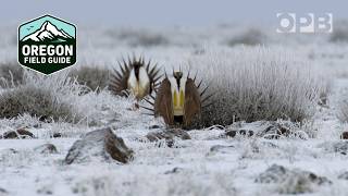 The strange beauty of greater sage grouse in the high desert winter | Oregon Field Guide