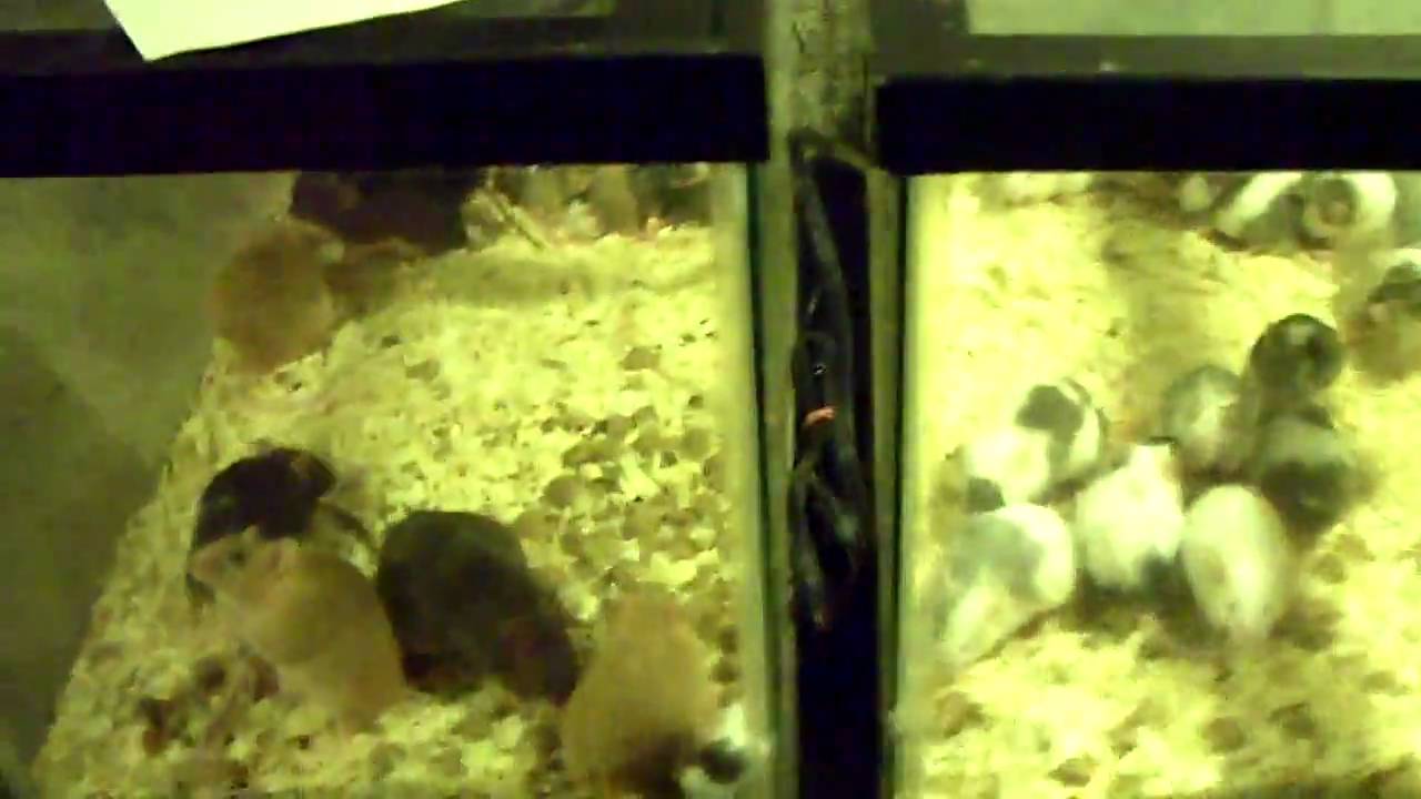 Rodent Room Update #1