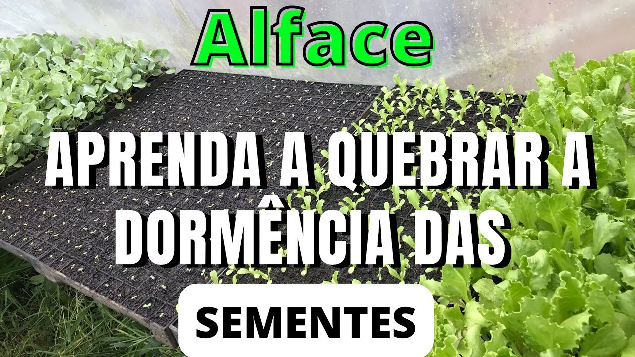 Quebra de Dormência e semeadura do alface.